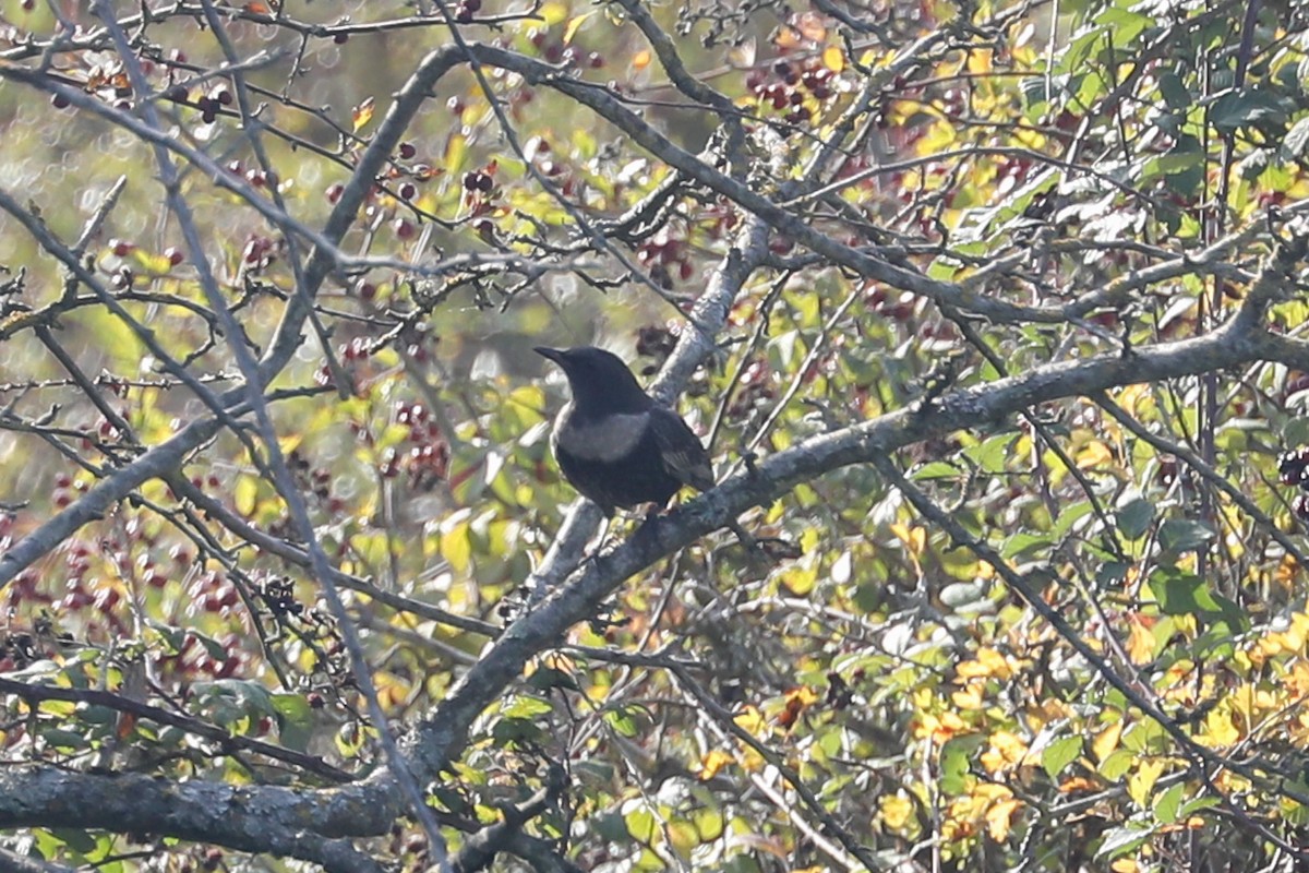Ring Ouzel - ML642711572