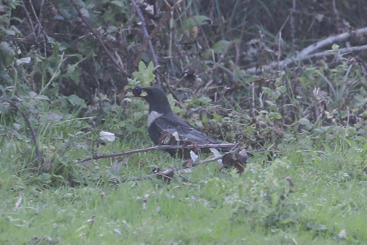 Ring Ouzel - ML642711573