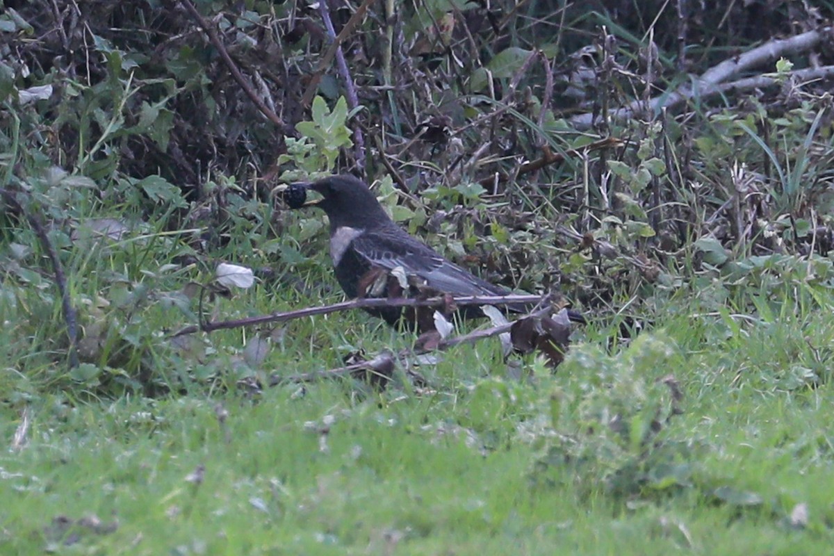 Ring Ouzel - ML642711574