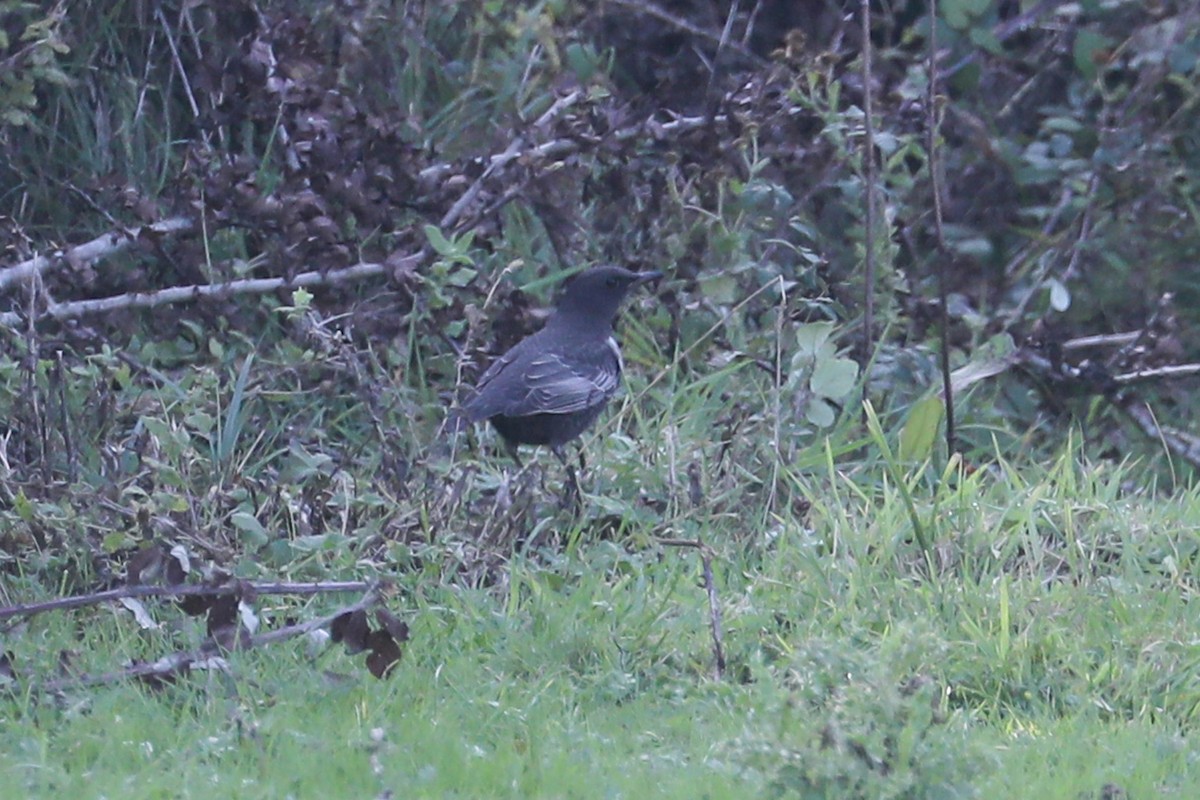 Ring Ouzel - ML642711575