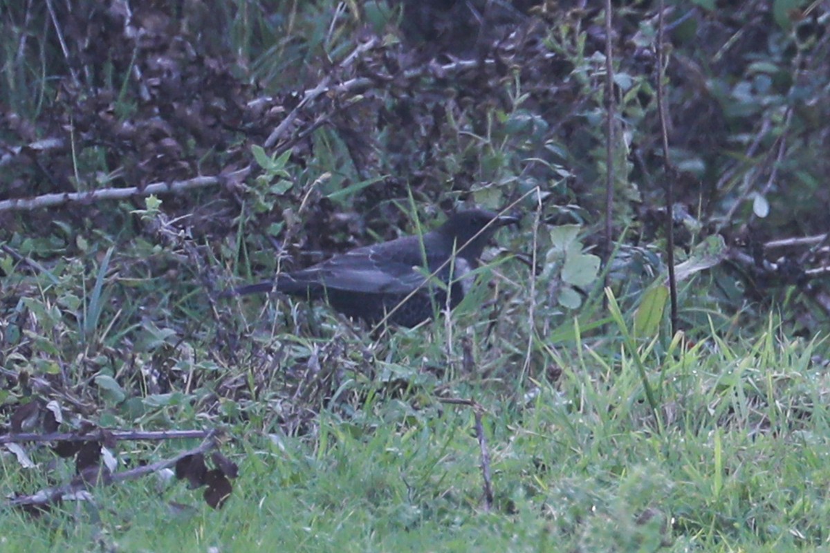 Ring Ouzel - ML642711576