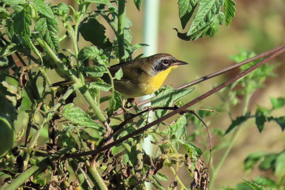 Common Yellowthroat - ML642711581