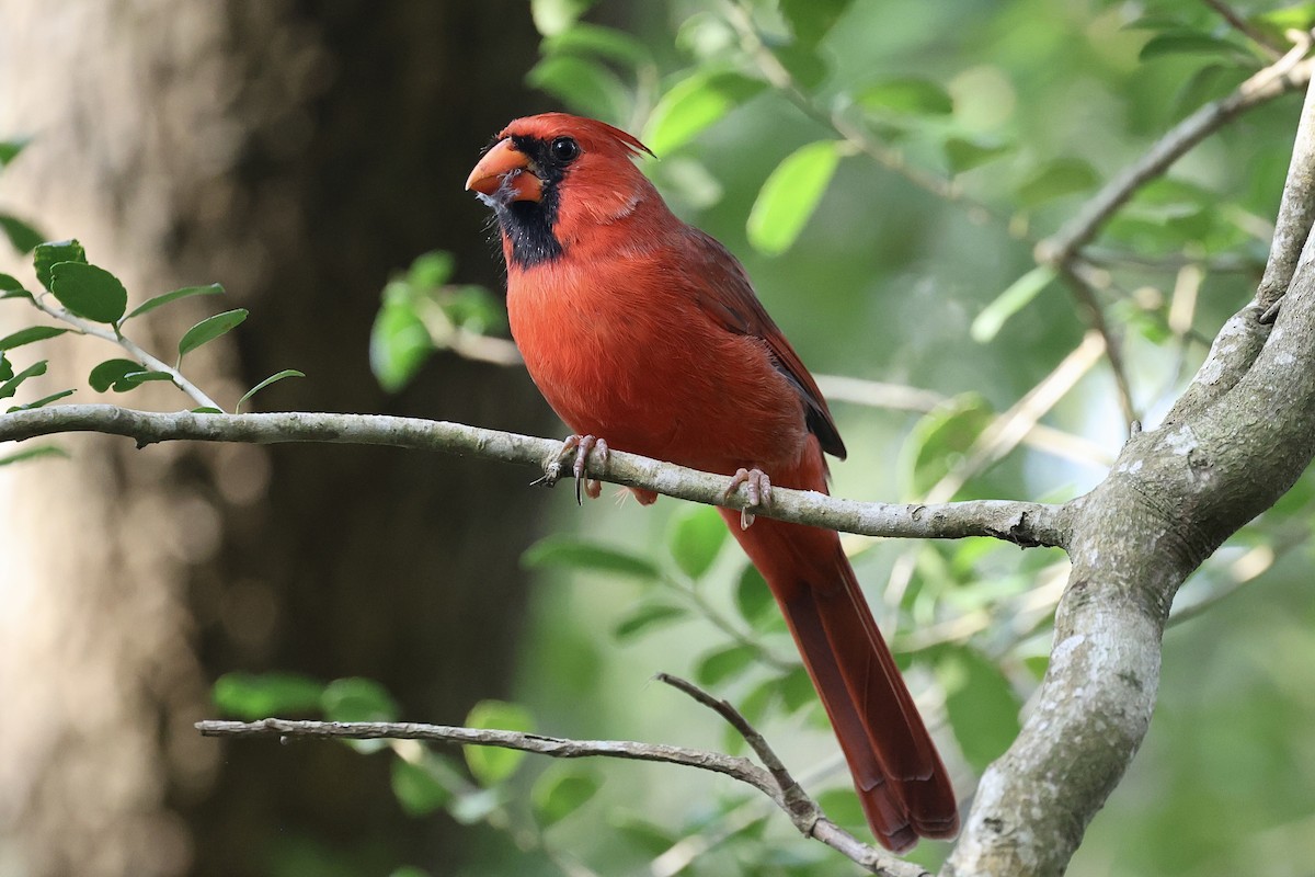 Northern Cardinal - ML642711592