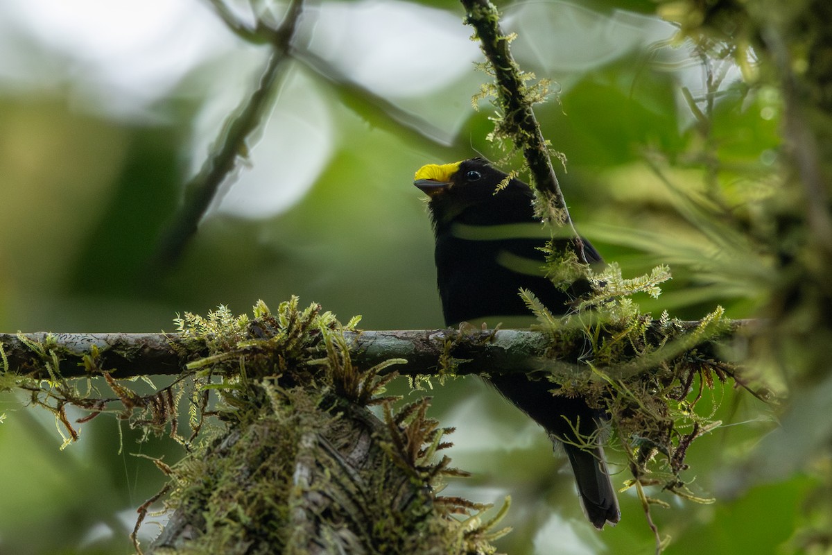 Golden-winged Manakin - ML642711595