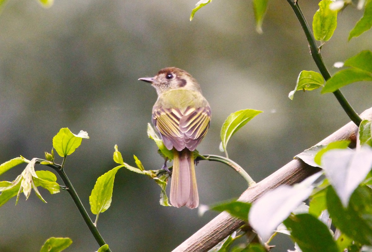 Sepia-capped Flycatcher - ML642711616