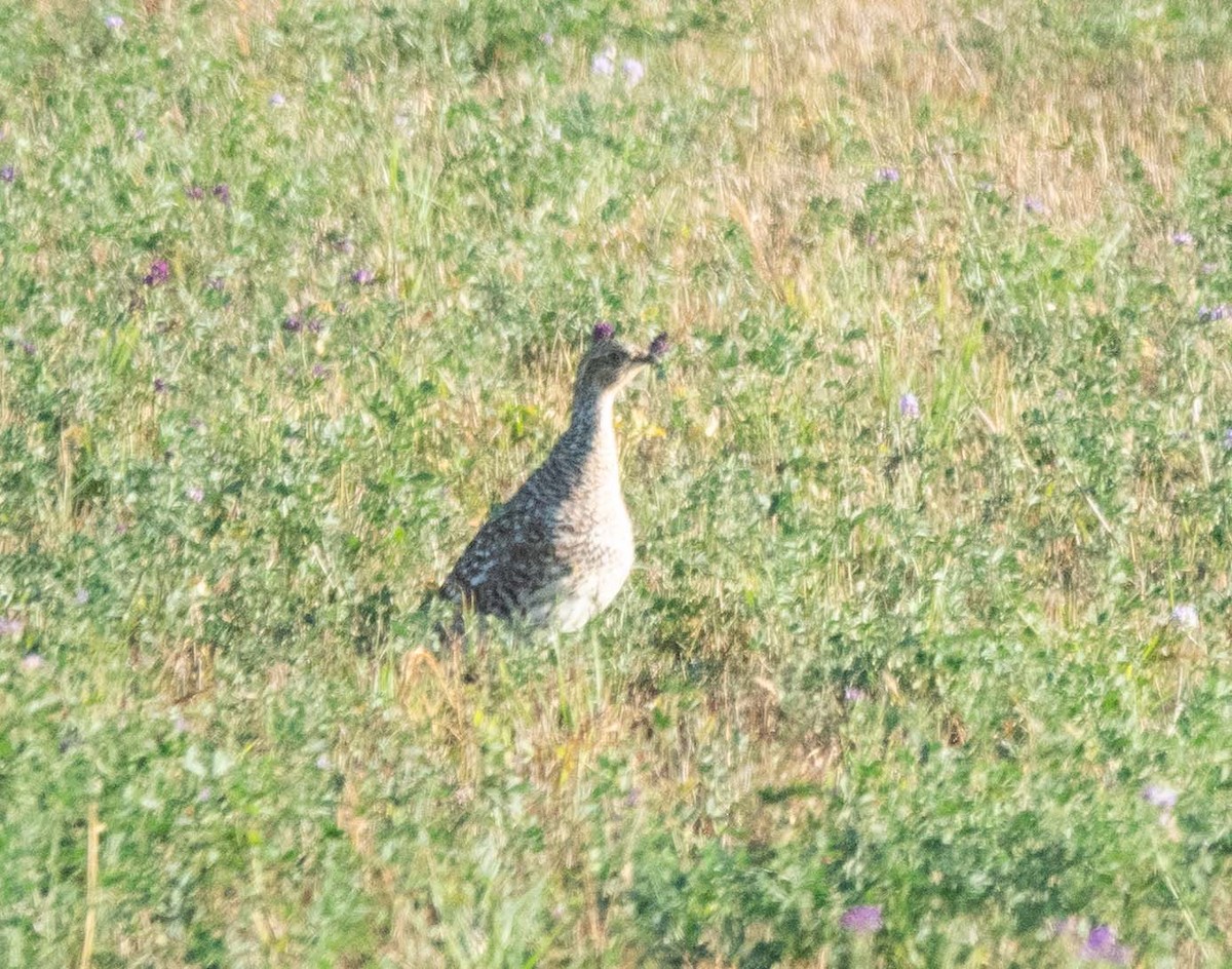 Sharp-tailed Grouse - ML642711629