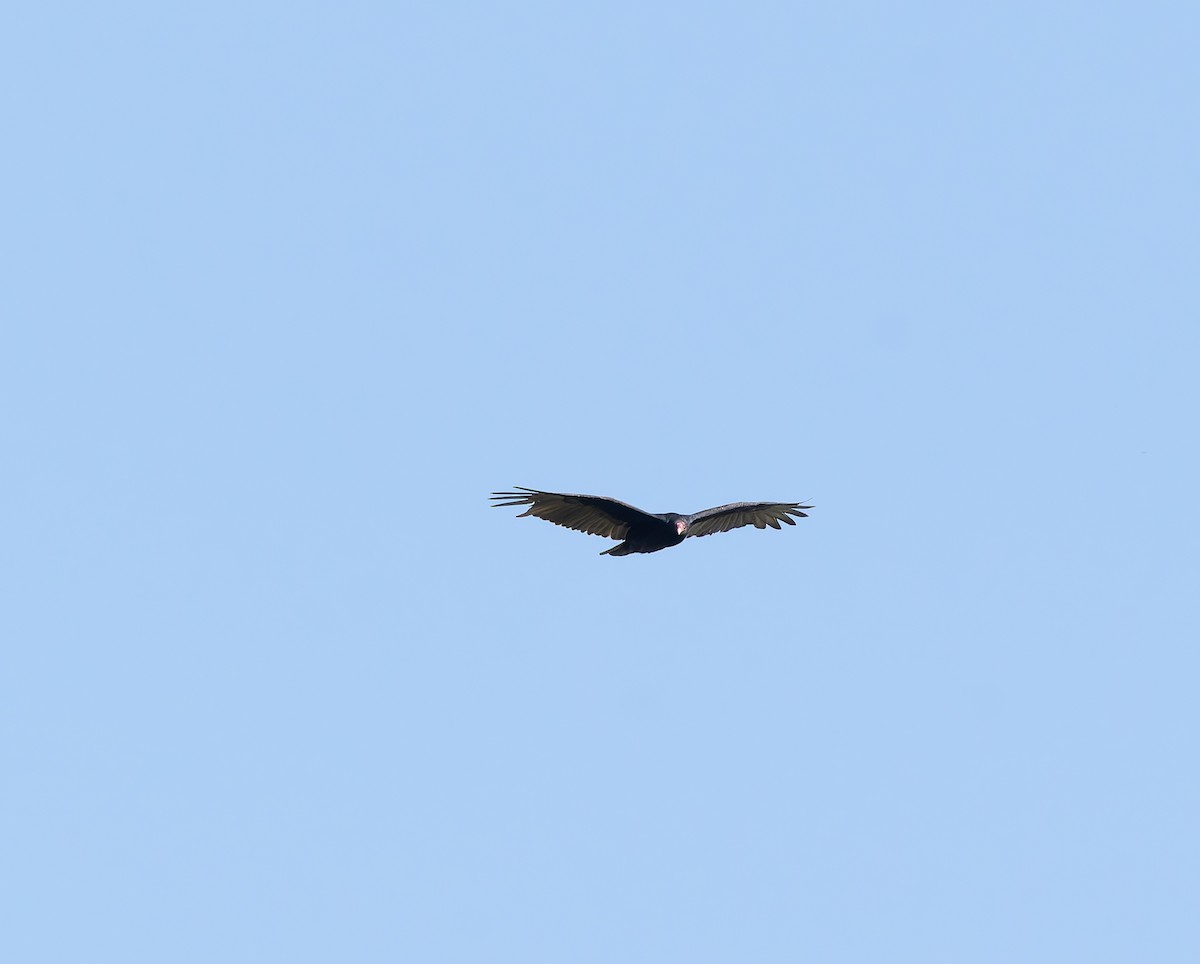 Turkey Vulture - ML642711634