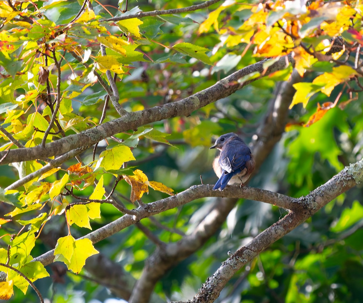 Eastern Bluebird - ML642711649