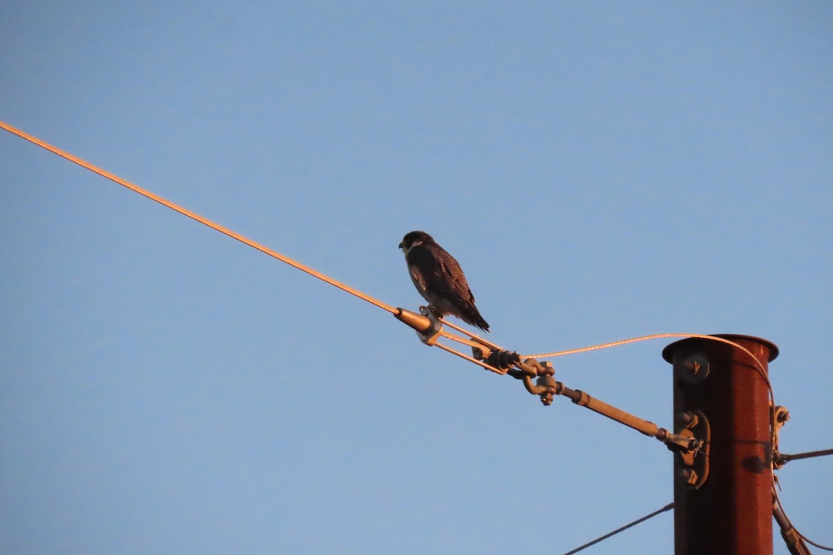 Peregrine Falcon - ML642711658