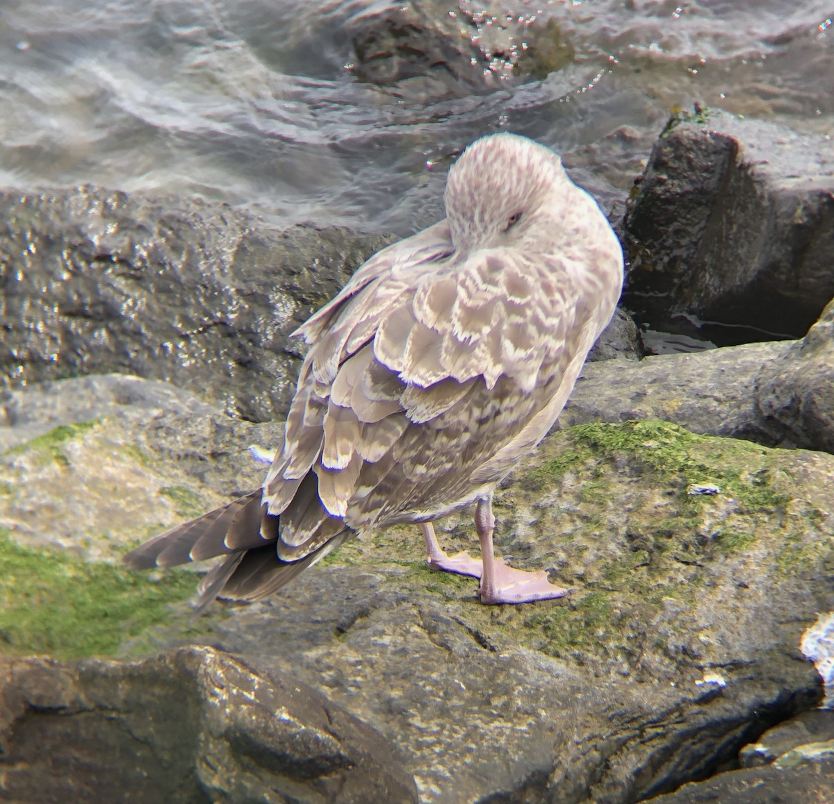 アメリカセグロカモメ - ML642711664