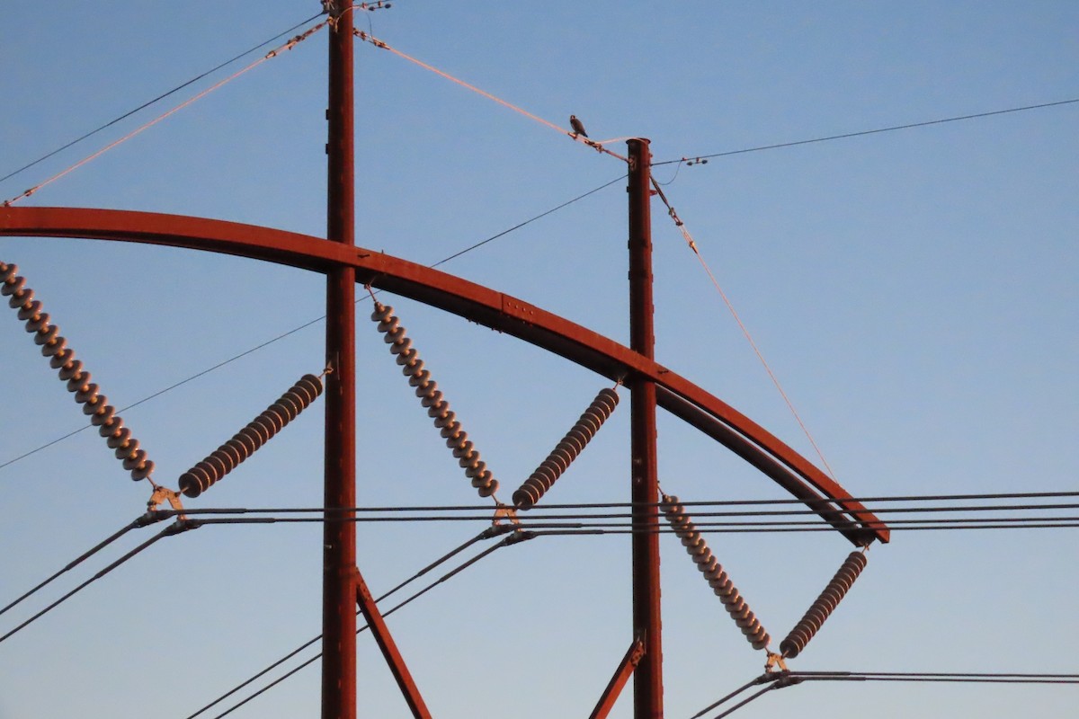 Peregrine Falcon - ML642711668