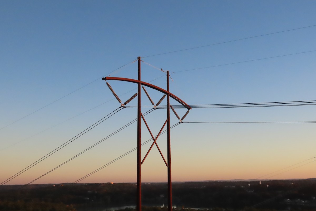 Peregrine Falcon - ML642711677