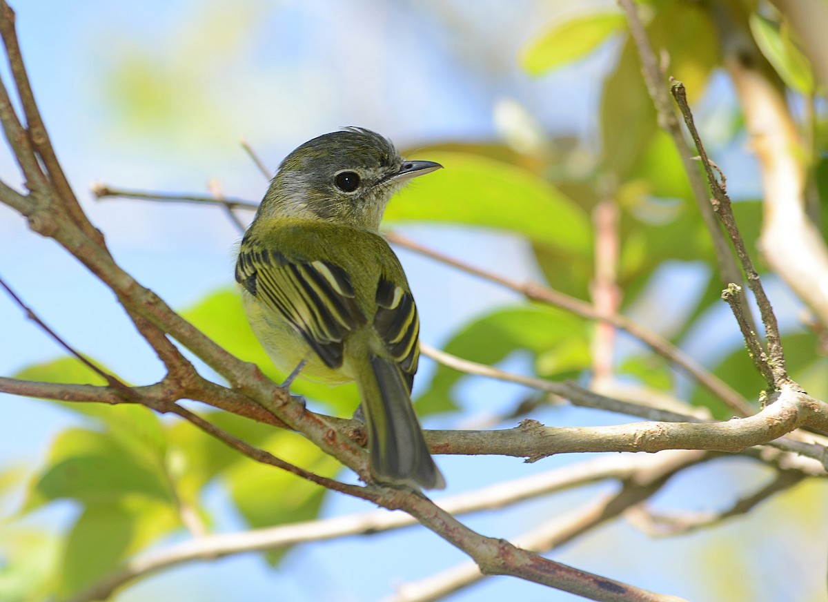 Yellow-olive Flatbill - ML642711680