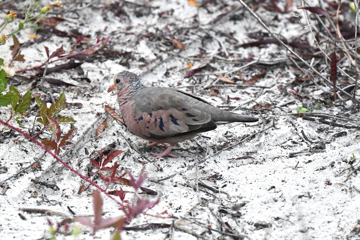 Common Ground Dove - ML642711703