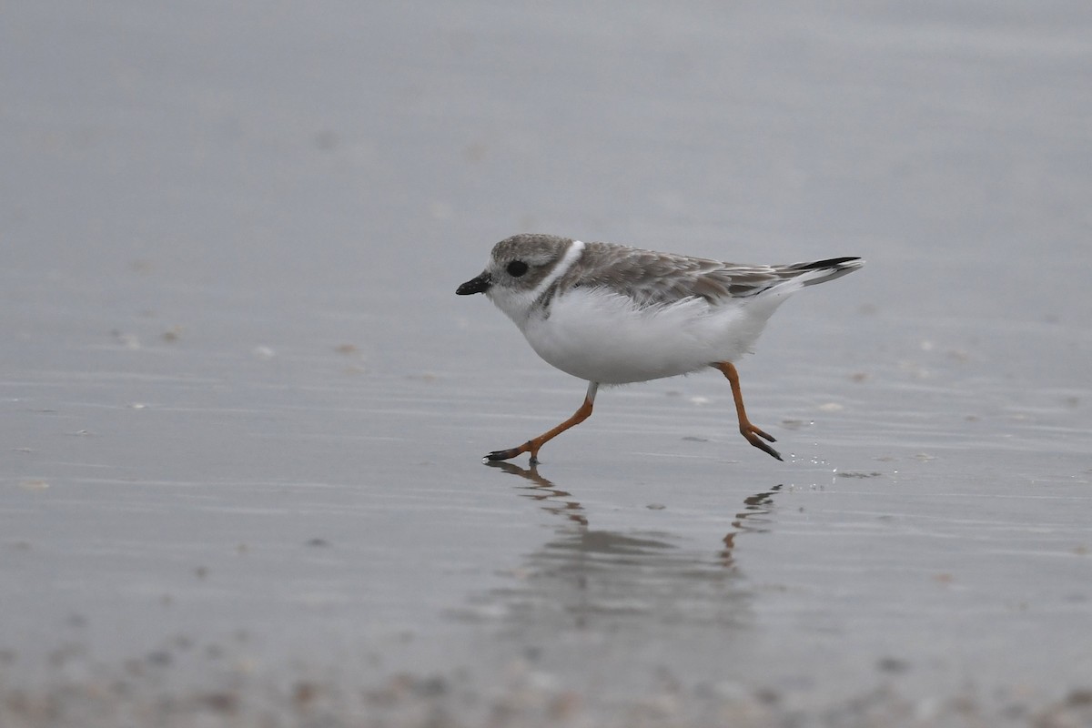 フエコチドリ - ML642711710