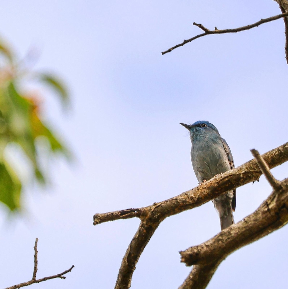 ウスヒメアオヒタキ - ML642711715