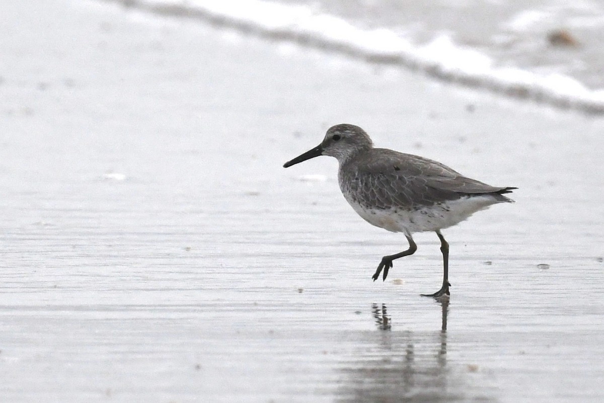 コオバシギ - ML642711716