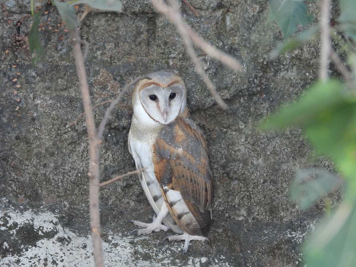 Eastern Barn Owl - ML642711754