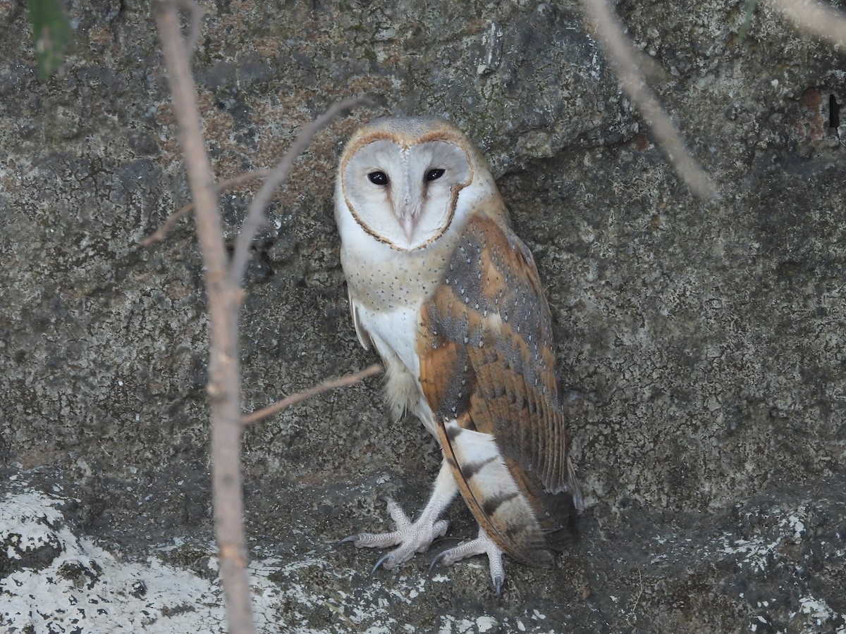 Eastern Barn Owl - ML642711756