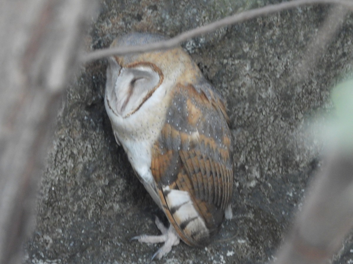 Eastern Barn Owl - ML642711759
