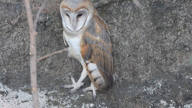 Eastern Barn Owl - ML642711771