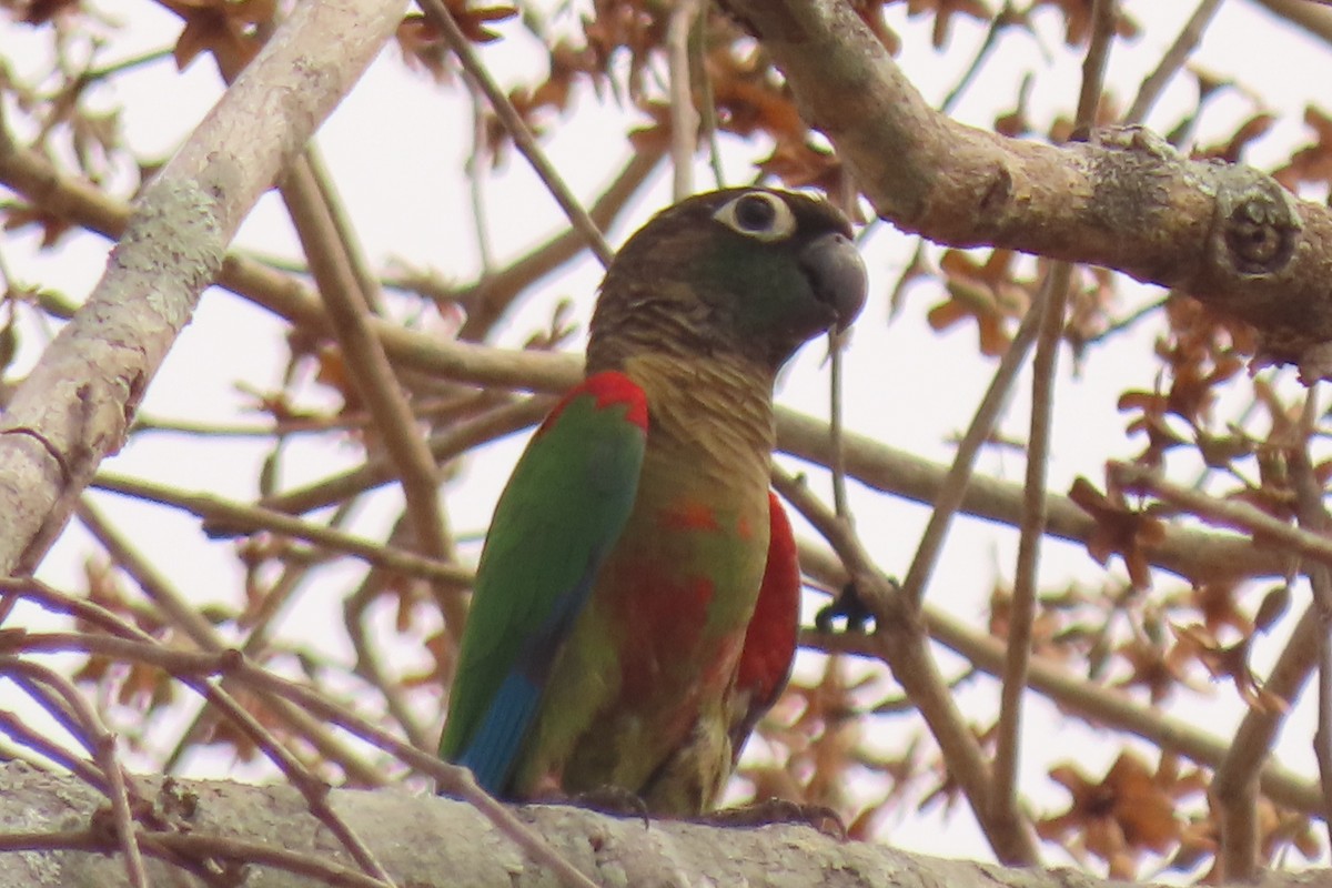 Blaze-winged Parakeet - ML642711777