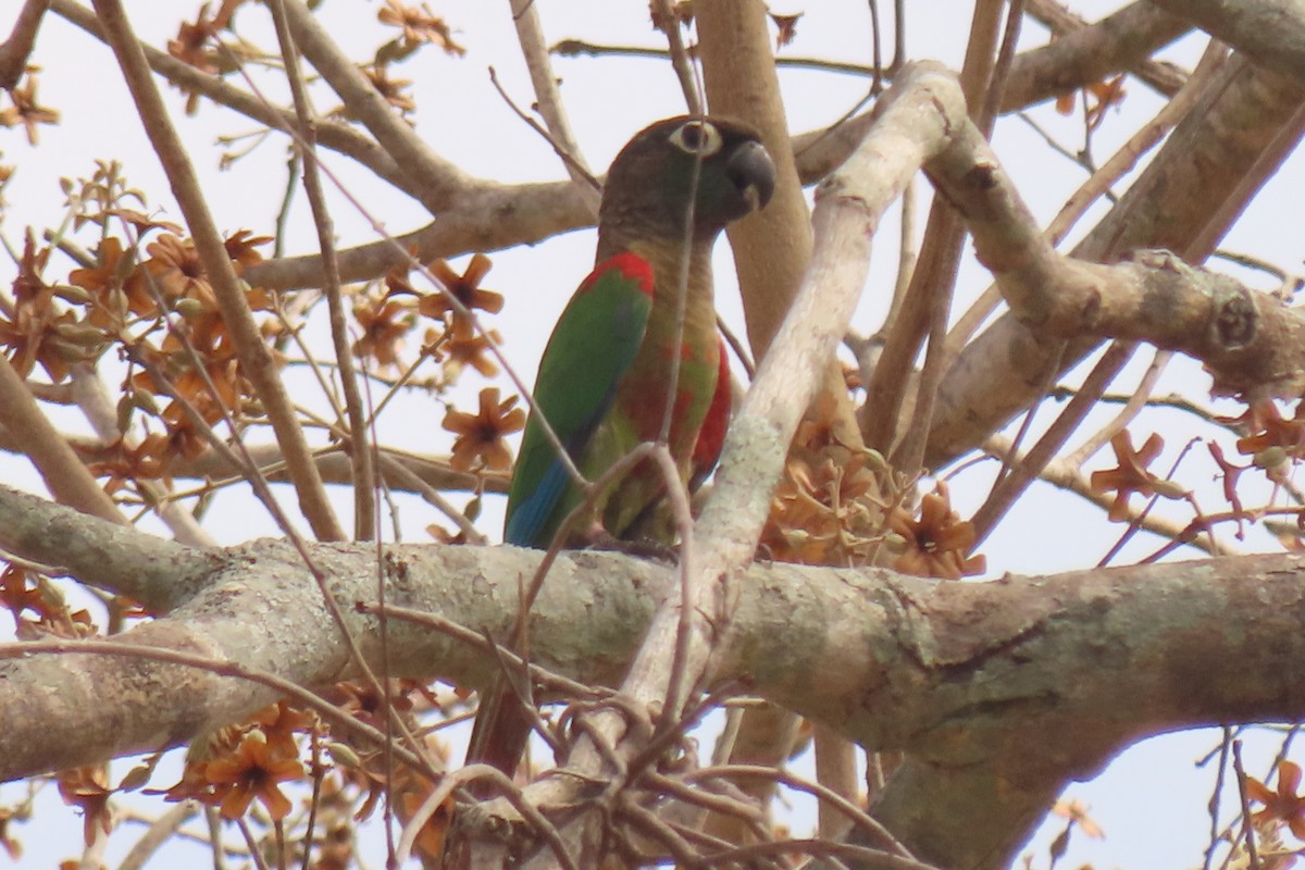 Blaze-winged Parakeet - ML642711778
