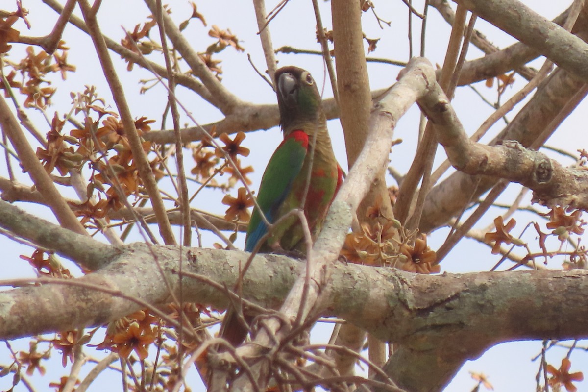 Blaze-winged Parakeet - ML642711779