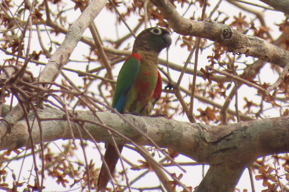 Blaze-winged Parakeet - ML642711780