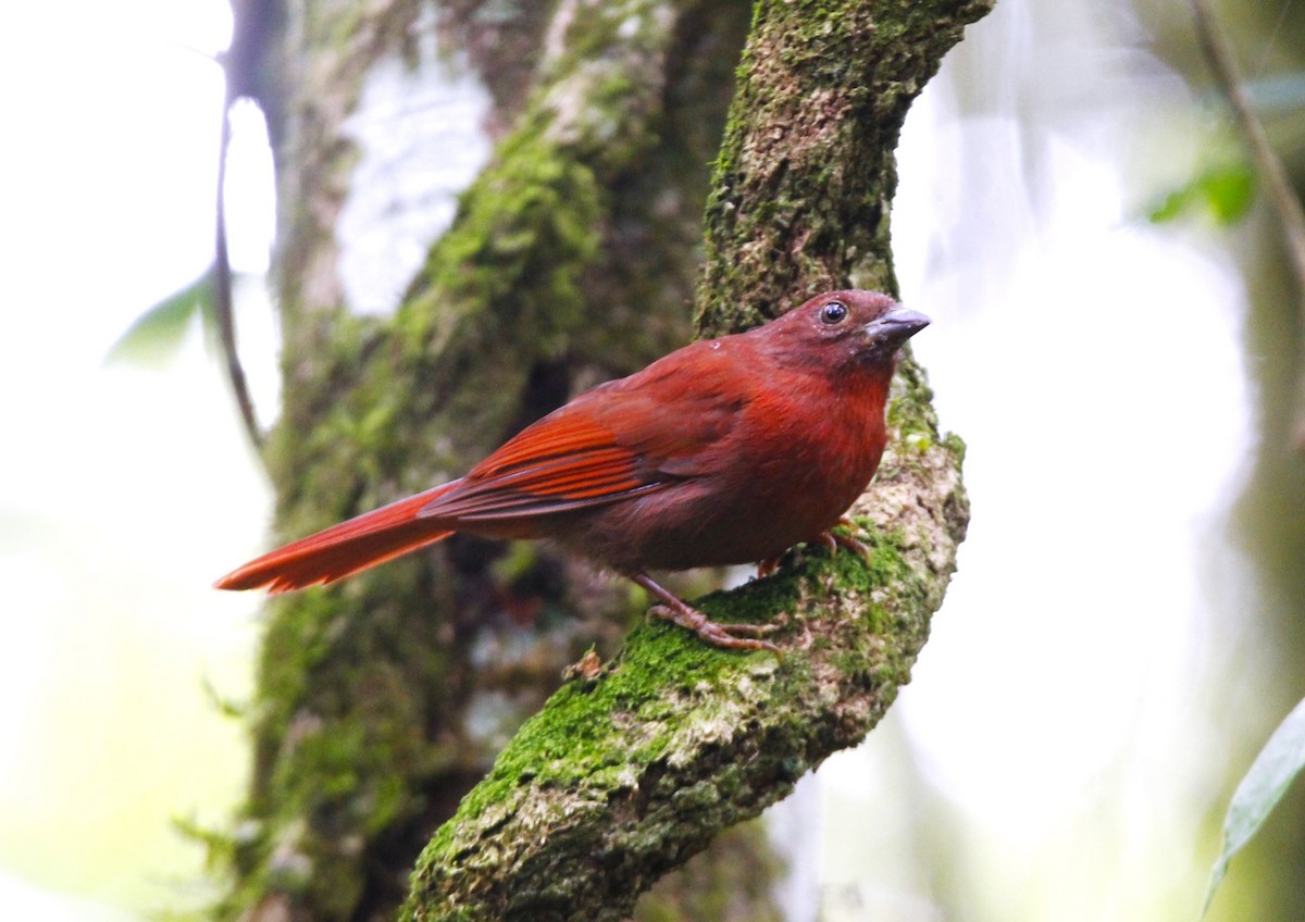 Red-crowned Ant-Tanager - ML642711792