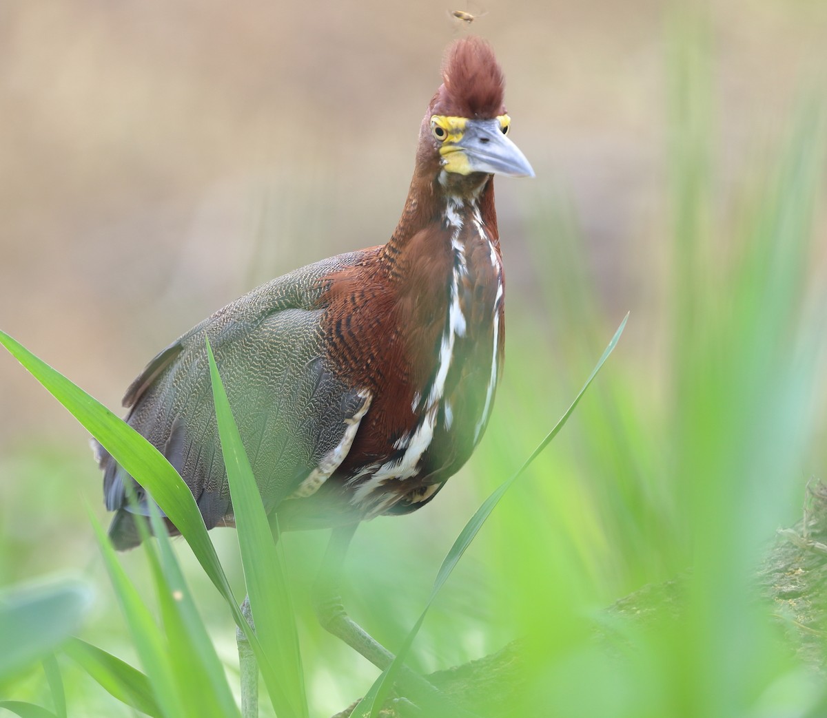 Rufescent Tiger-Heron - ML642711803