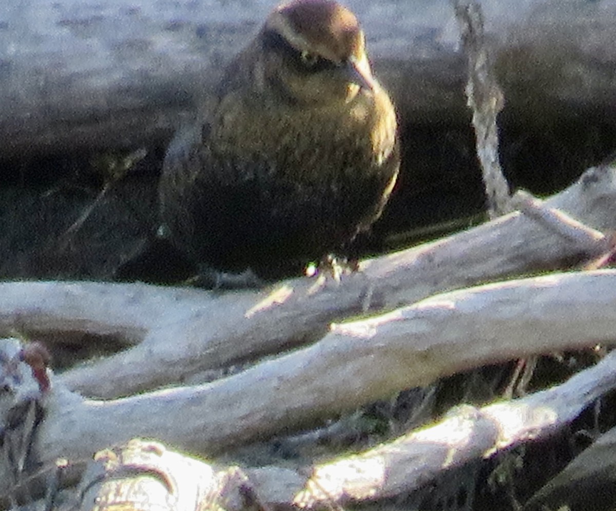 Rusty Blackbird - ML642711804