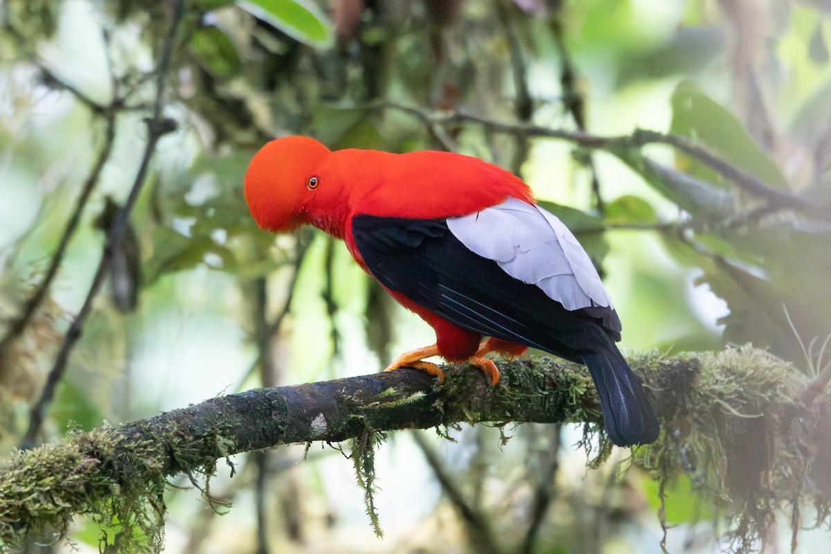 Andean Cock-of-the-rock - ML642711810