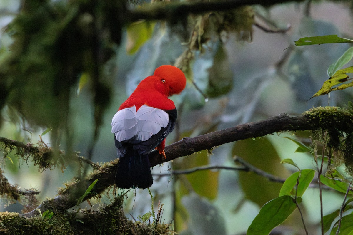 Andean Cock-of-the-rock - ML642711811