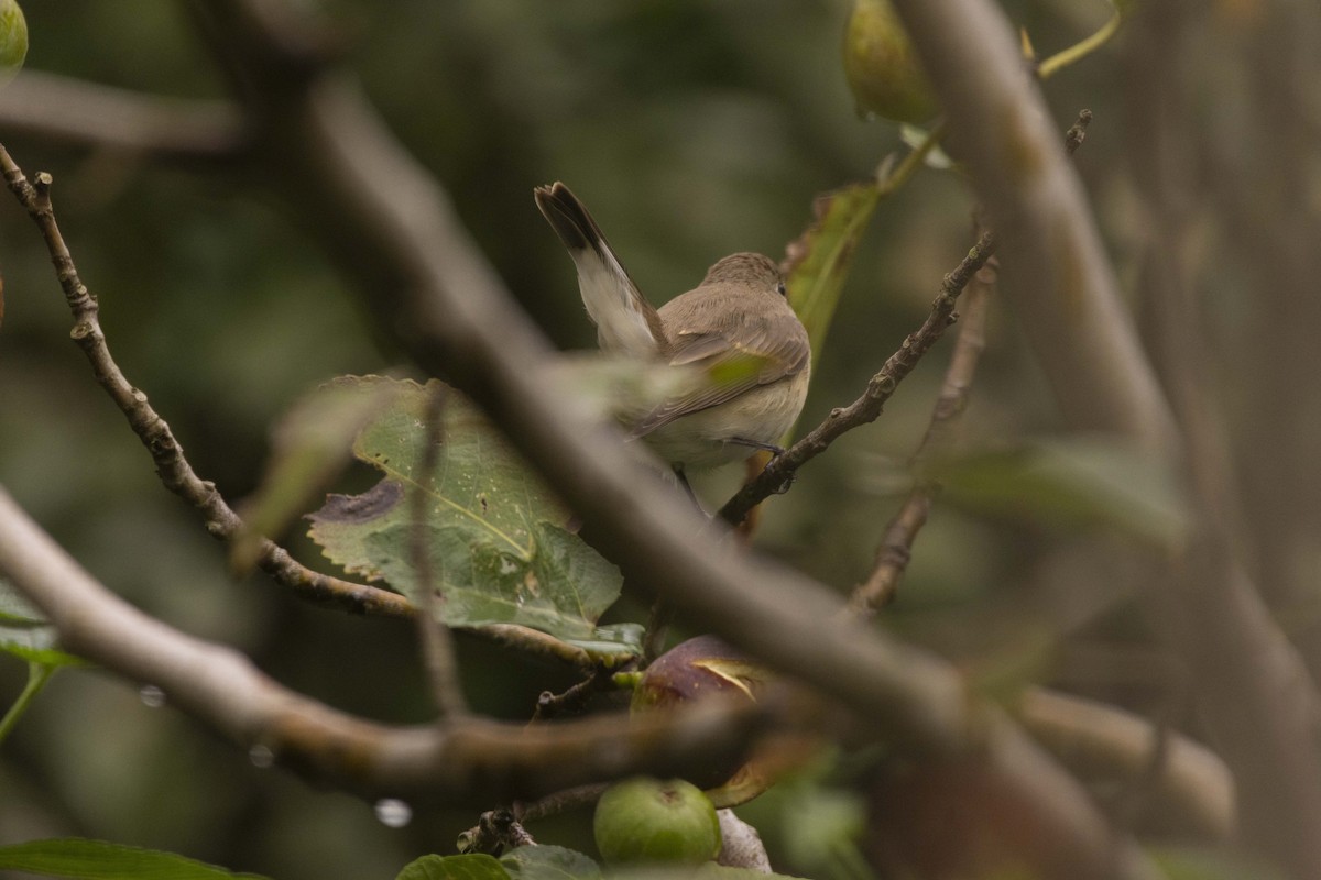 Red-breasted Flycatcher - ML642711812