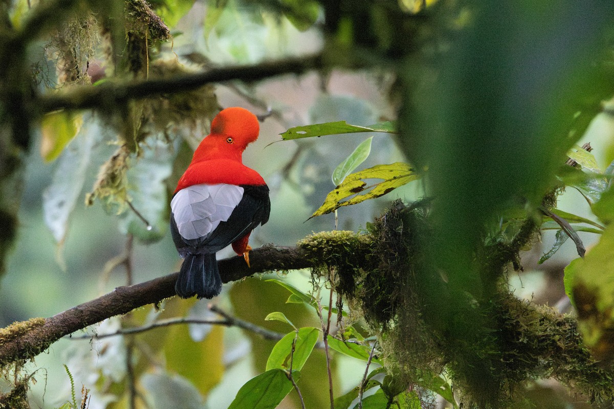 Andean Cock-of-the-rock - ML642711813