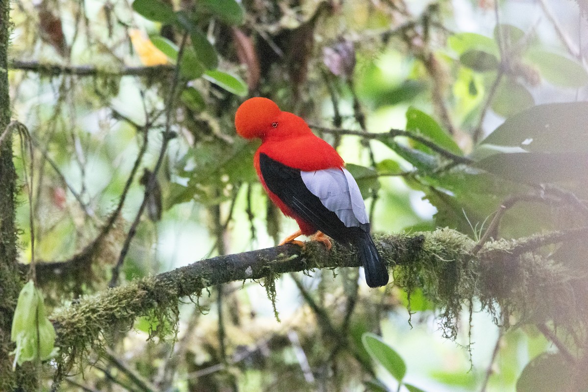 Andean Cock-of-the-rock - ML642711814