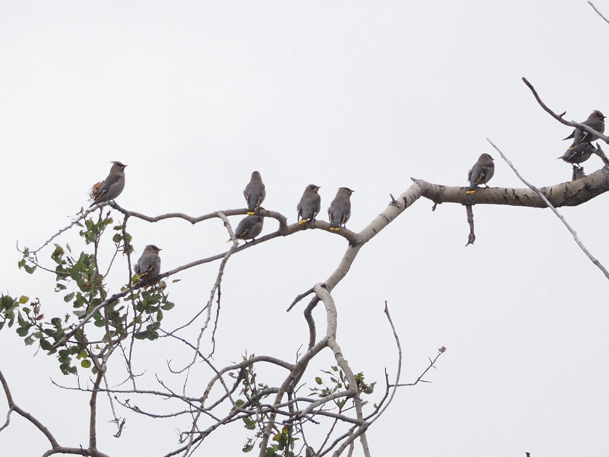 Bohemian Waxwing - ML642711816