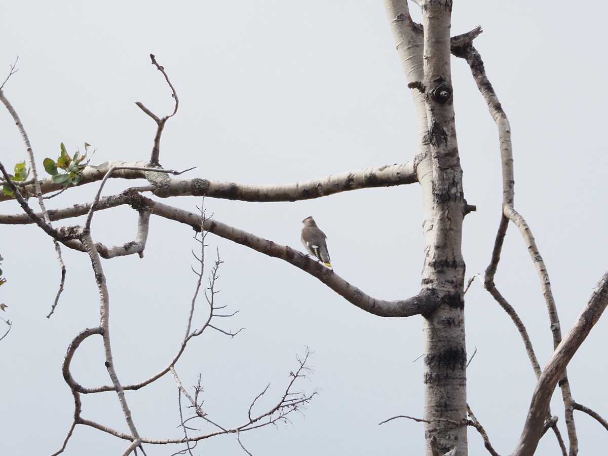 Bohemian Waxwing - ML642711817