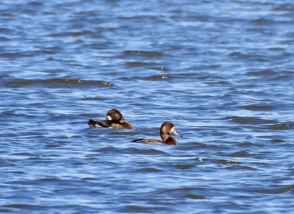 Greater Scaup - ML642711818