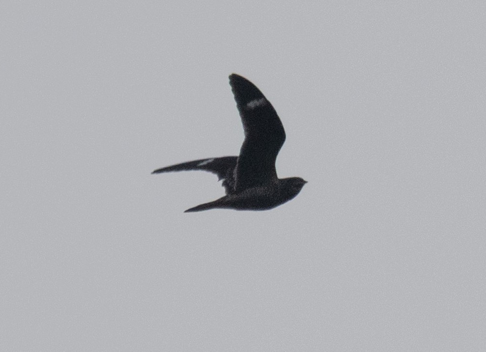 Common Nighthawk - ML642711819