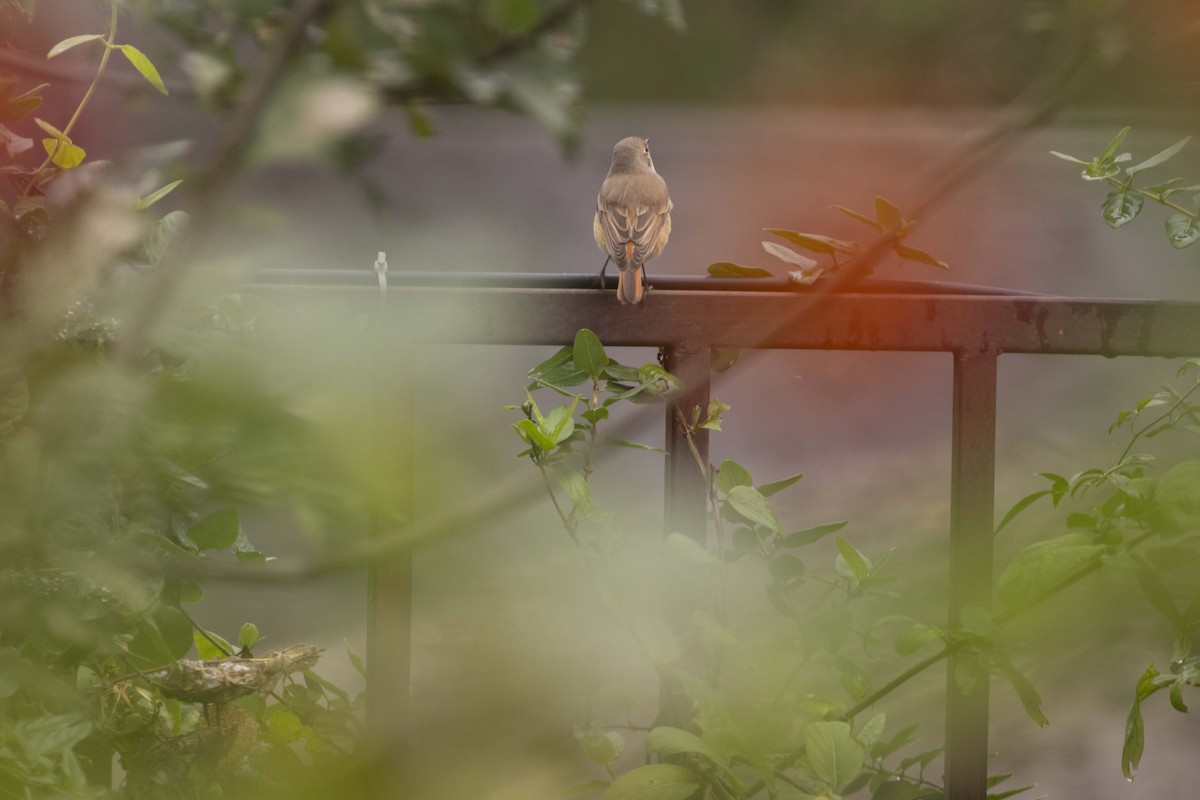 Common Redstart - ML642711820