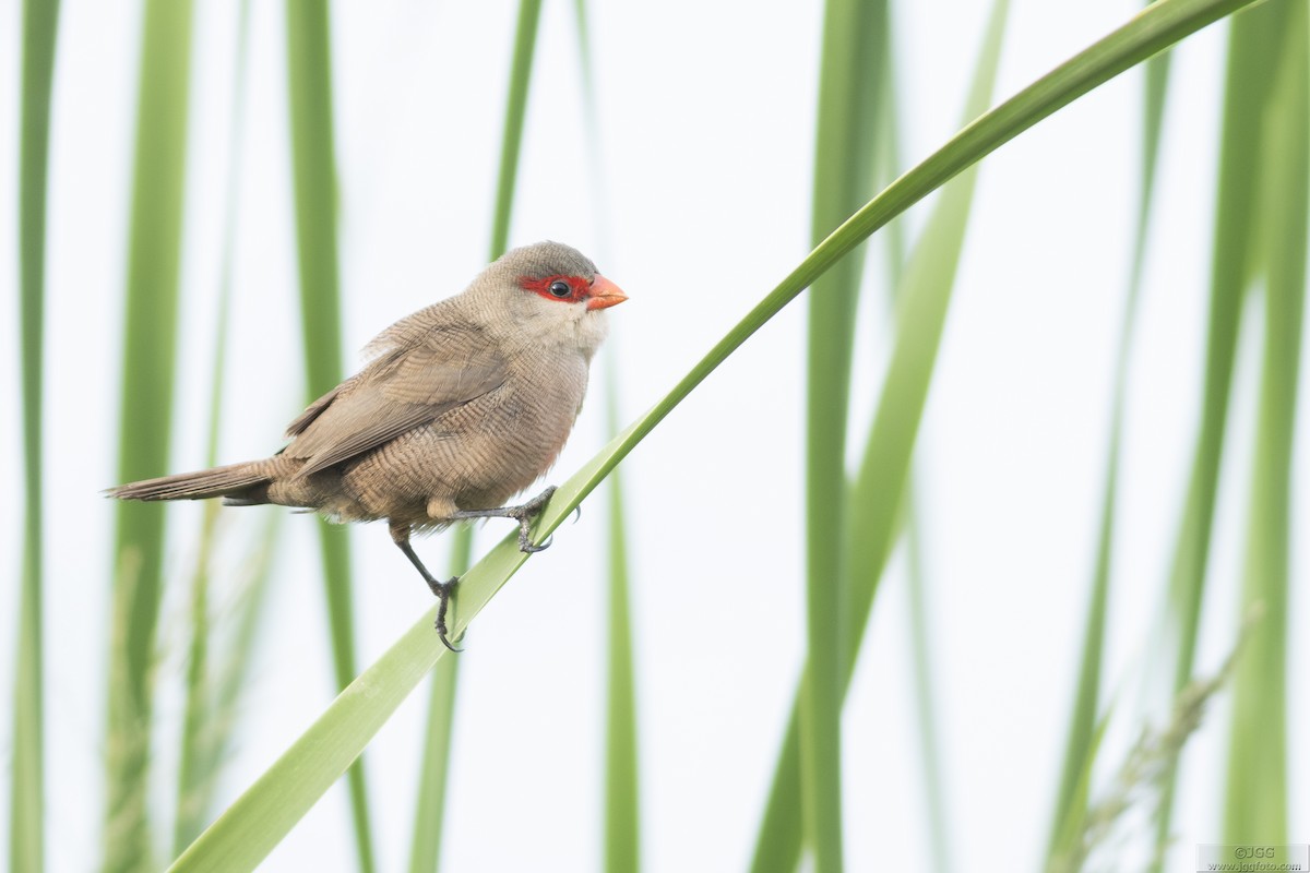 Common Waxbill - ML642711821