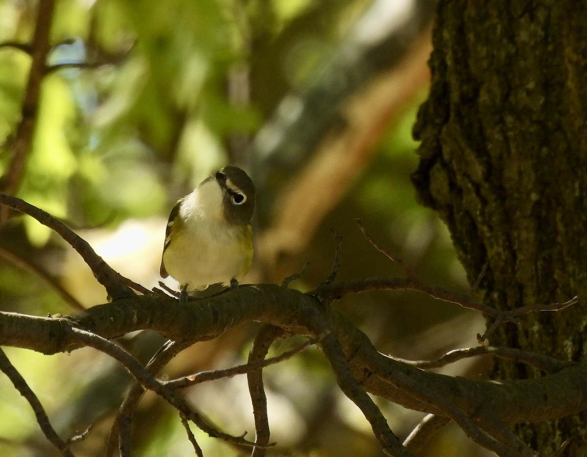 Blue-headed Vireo - ML642711822