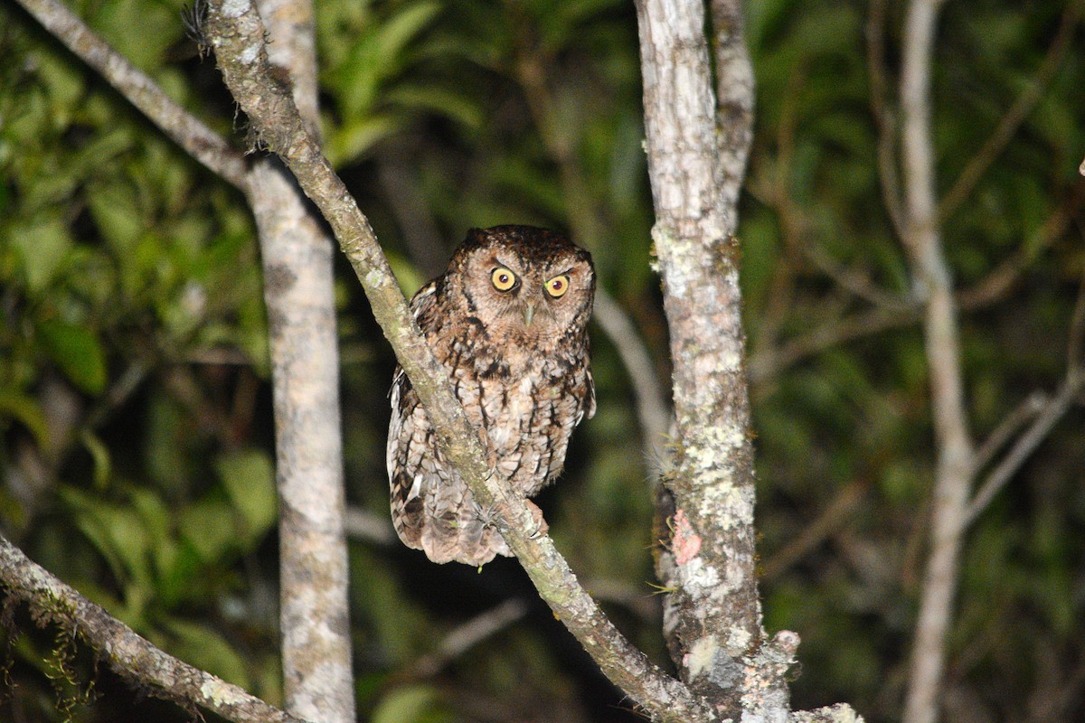 Long-tufted Screech-Owl - ML642711825