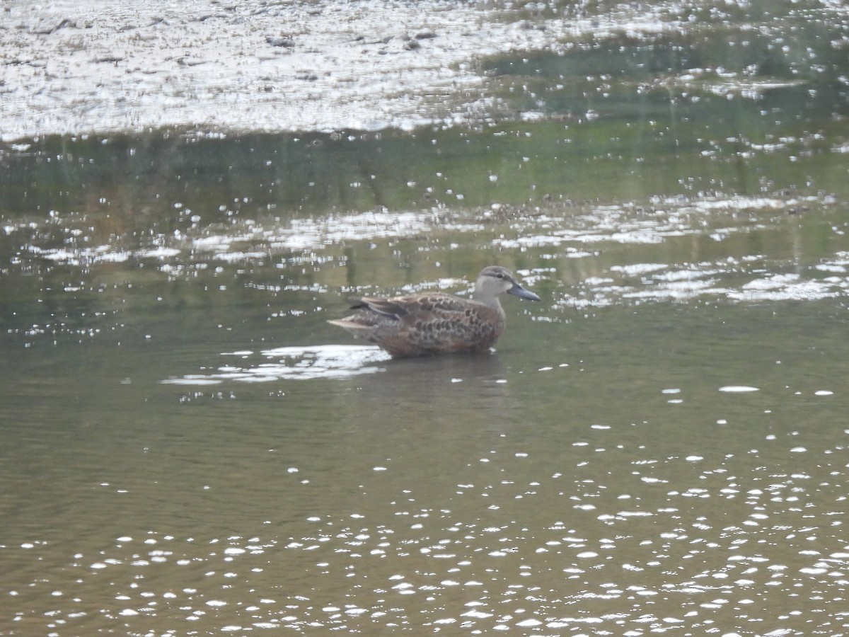 Blue-winged Teal - ML642711826