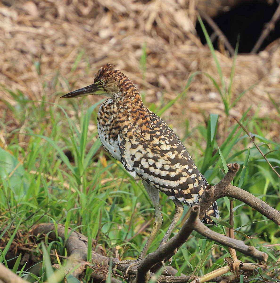 Rufescent Tiger-Heron - ML642711827