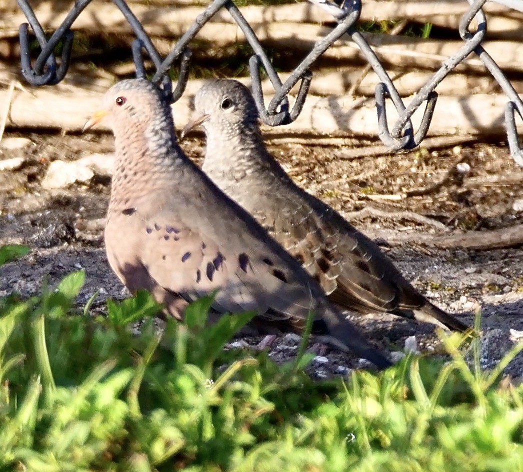 Common Ground Dove - ML642711828