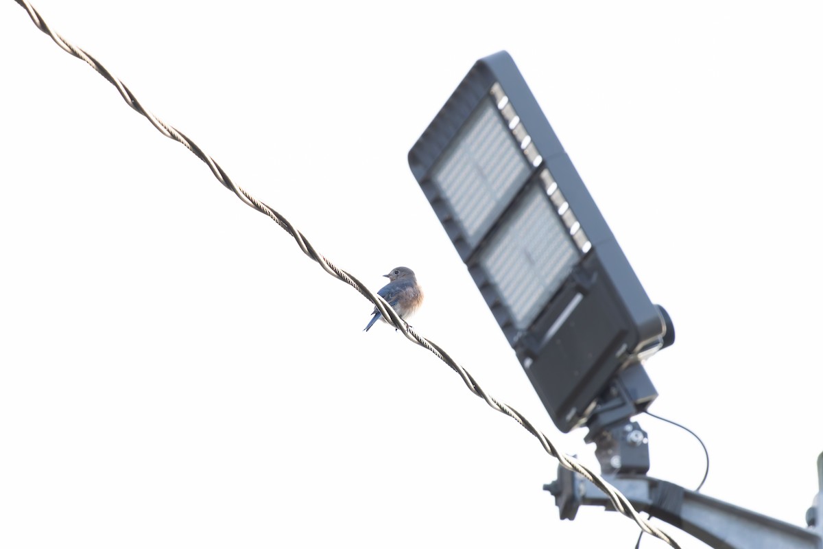 Eastern Bluebird - ML642711830