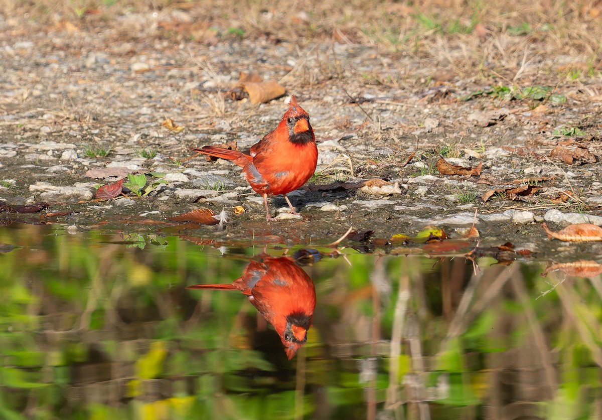 Northern Cardinal - ML642711831